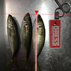 またまた、アジ狙い