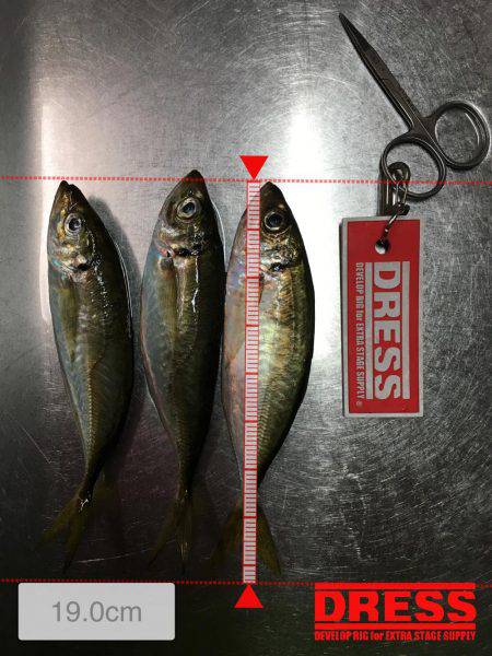 またまた、アジ狙い