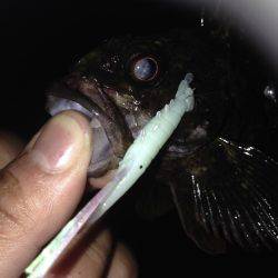 垂水漁港でガシリング！！