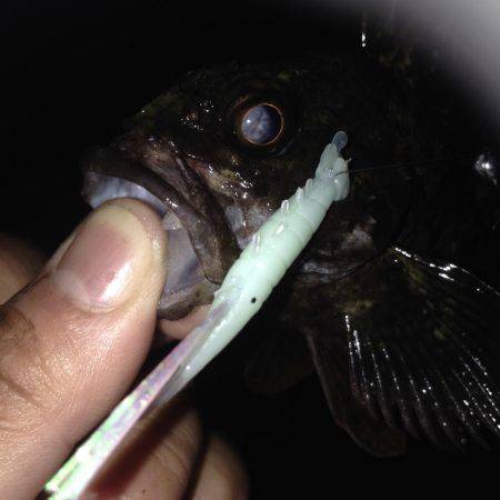 垂水漁港でガシリング！！