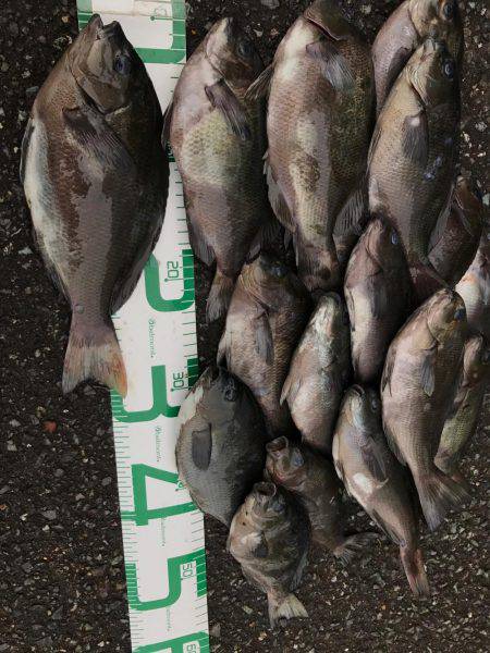 福井 越前海岸 某地磯 フカセ夜釣りグレ！…