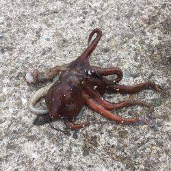 オクトパッシング