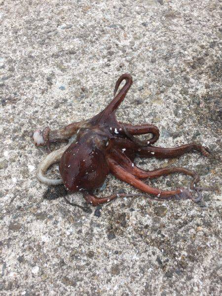 オクトパッシング