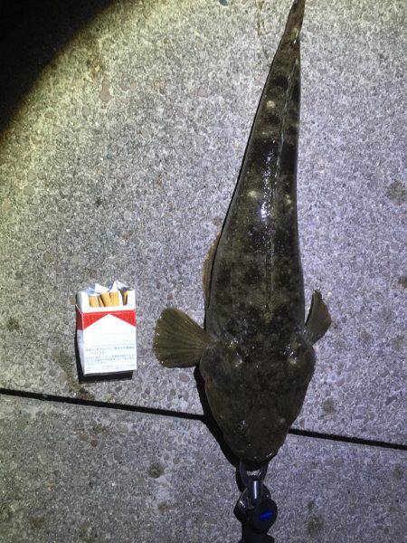 ショアジギングから泳がせ釣り