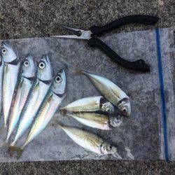 戸田港 中央桟橋 サバ アジ カサゴ