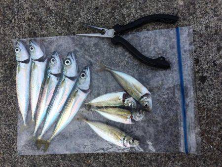 戸田港 中央桟橋 サバ アジ カサゴ