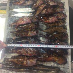 ガシラ大量&明石タコ