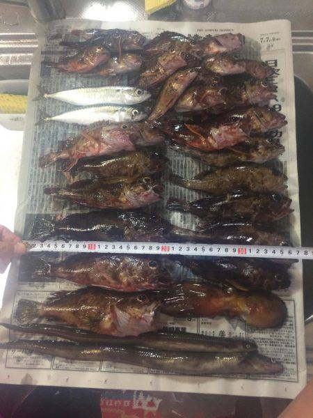 ガシラ大量&明石タコ