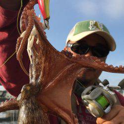 タコ連チャン釣行