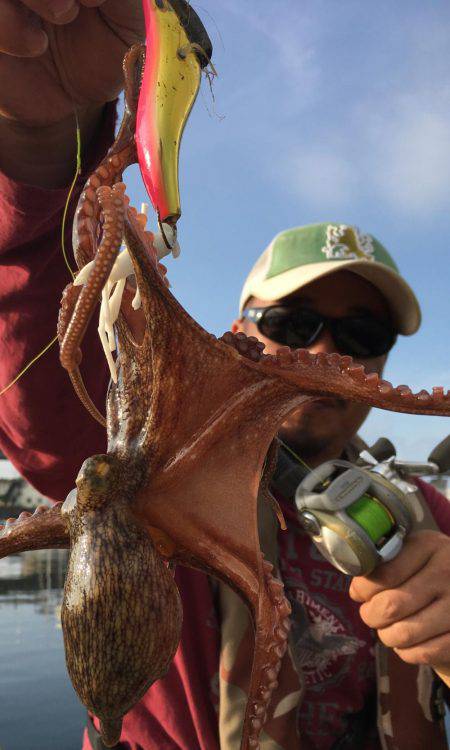 タコ連チャン釣行