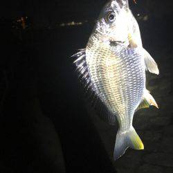 あたりは4、5回あるも小さめでした。