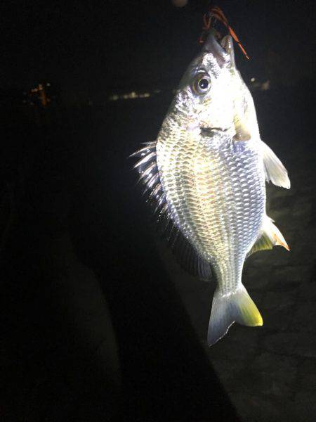 あたりは4、5回あるも小さめでした。