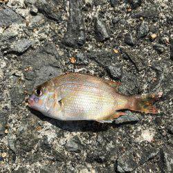 ショアジギ不発