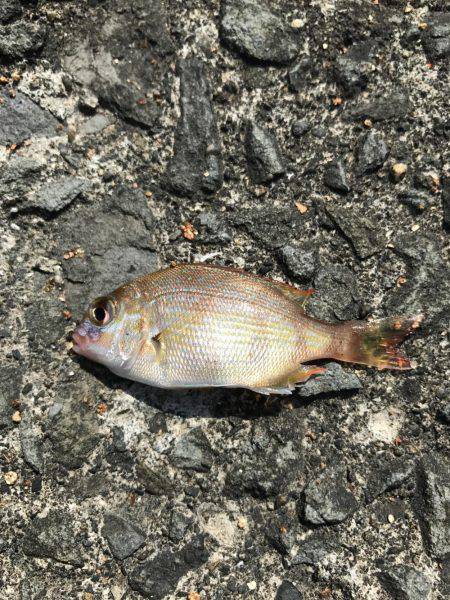 ショアジギ不発