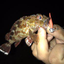 朝霧の大蔵海岸に行って来ました！！