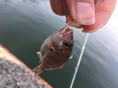 今日の釣行
