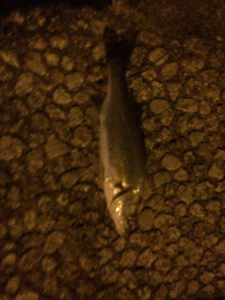 学校終わってからランガン