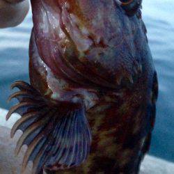 出勤前アジング