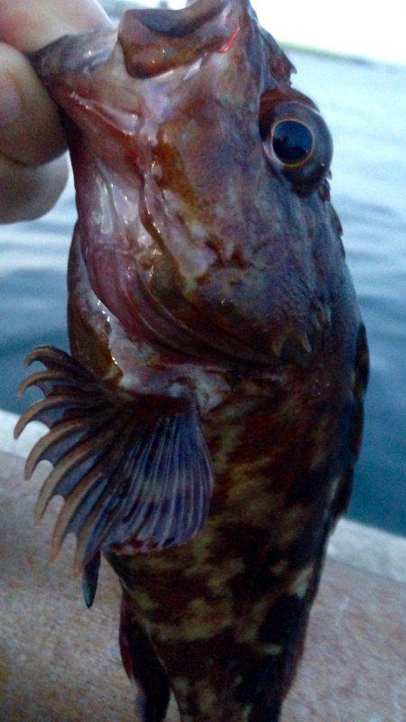 出勤前アジング