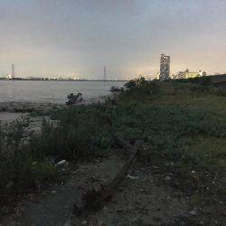 淀川キビレゲーム 大雨の後