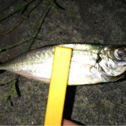 シーバス乗ってランガン！