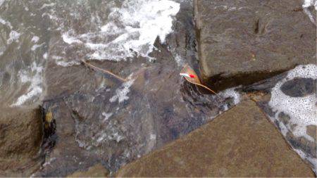 アカエイ時々アジ