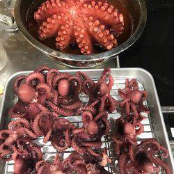 タコ  釣り船きもと  中潮