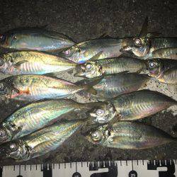 尺は捕獲ならず(´・ω・｀)