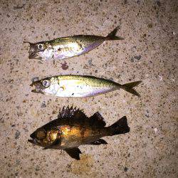 ノーザンフィッシュ