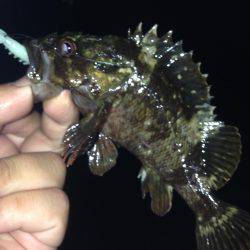 垂水漁港でガシリング