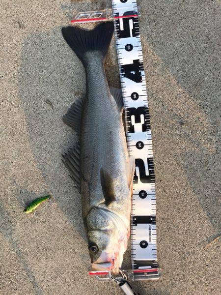 大野川五郎島の初シーバス