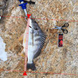 シーバスじゃない