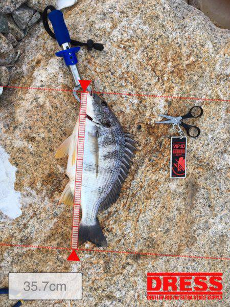 シーバスじゃない