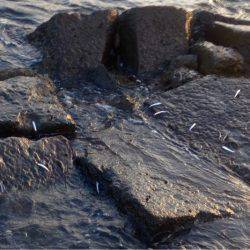 夕まずめアジング