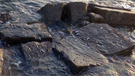 夕まずめアジング