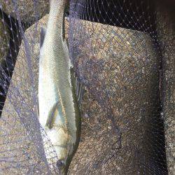 デイシーバス好調^_^