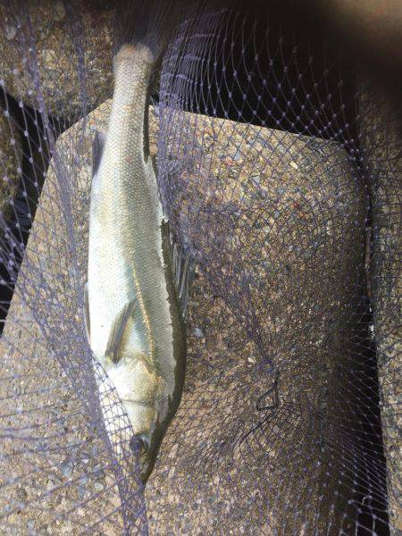 デイシーバス好調^_^