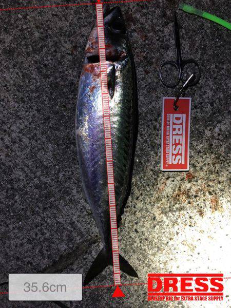 なんとかサバを！