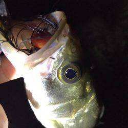 ド干潮キビレ！