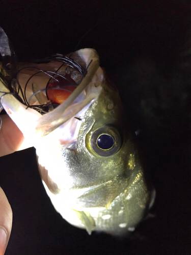 ド干潮キビレ！