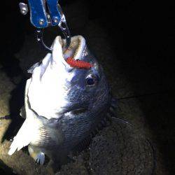 淀川ブリームゲーム 久々の40up