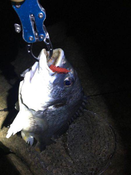 淀川ブリームゲーム 久々の40up