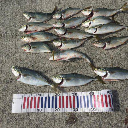 ツバシング@ポーアイ沖