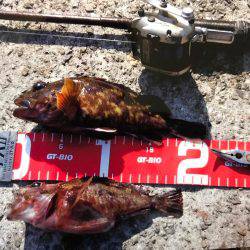 コブダイ狙いがガシラのみ