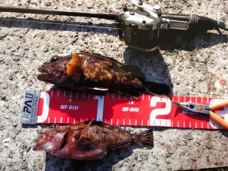 コブダイ狙いがガシラのみ