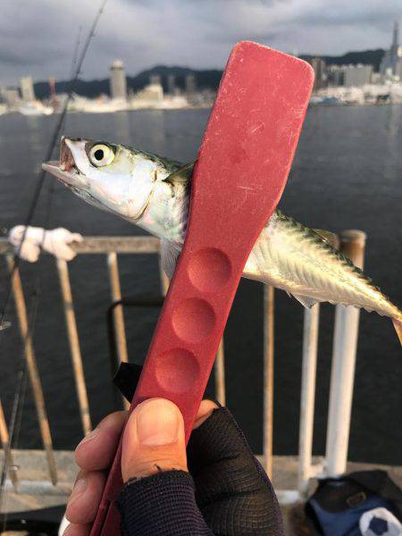 ライトショアジギング