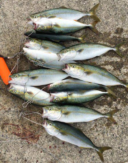 ポーアイ沖堤でツバスとタコ大漁！