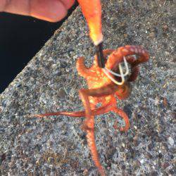 暑いけどタコ。