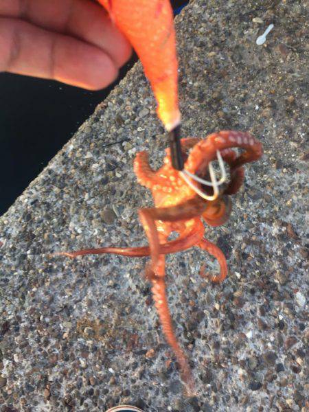 暑いけどタコ。