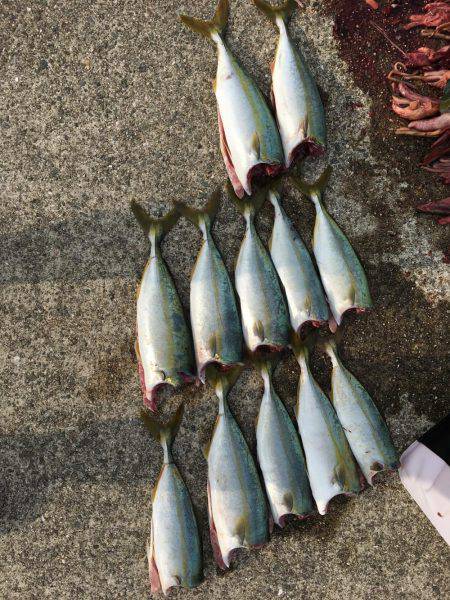 ツバスとツバスとツバスとタコ